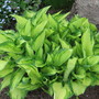 Hosta fortunei (Plantain lily)