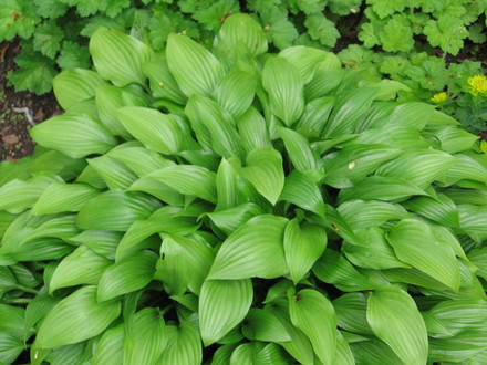 hosta Lance leaf (Hosta lancifolia (Plantain lily))