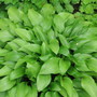 Hosta lancifolia