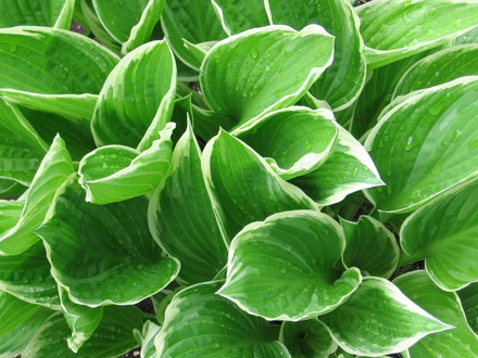 hosta undulata Albomarginata (Hosta undulata)