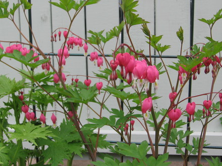 bleeding heart (Dicentra spectabilis (Bleeding heart))
