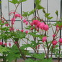 bleeding heart (Dicentra spectabilis (Bleeding heart))