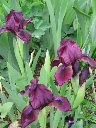 Little Annie (Iris germanica (Orris))