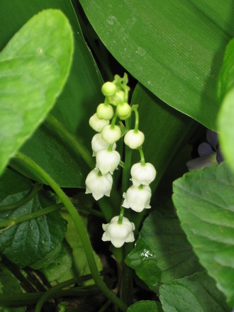 lily of the valley (Convallaria majalis (Lily of the valley))