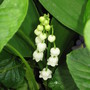 Convallaria majalis (Lily of the valley)