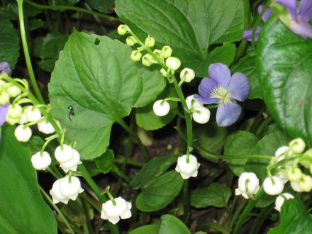 lily of the valley (Convallaria majalis (Lily of the valley))