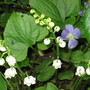 Convallaria majalis (Lily of the valley)
