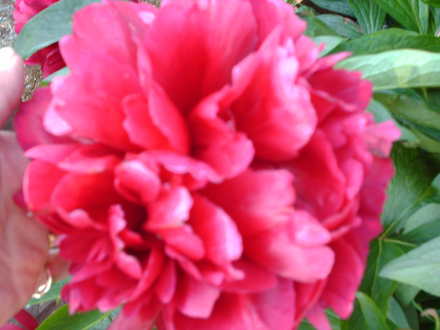 this is my peony