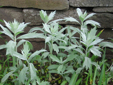 silver king (Artemisia albula)