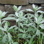 silver king (Artemisia albula)