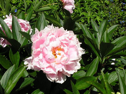 Pink Peonie