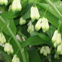Solomon's seal (Polygonatum Commutatum (Solomon's Seal))