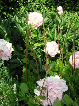 A garden flower photo