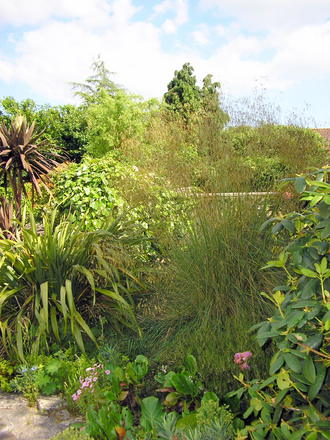 A garden flower photo