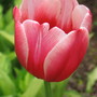 tulip