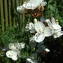 Libertia grandiflora