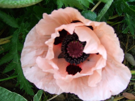 Pink Oriental Poppy (Papaver orientale (Oriental poppy))