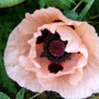 Pink_oriental_poppy