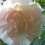 Rose backlit by evening light.
