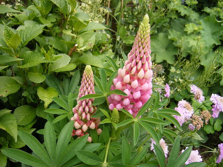 Emerging Lupin