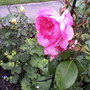 Mrs_jones_p