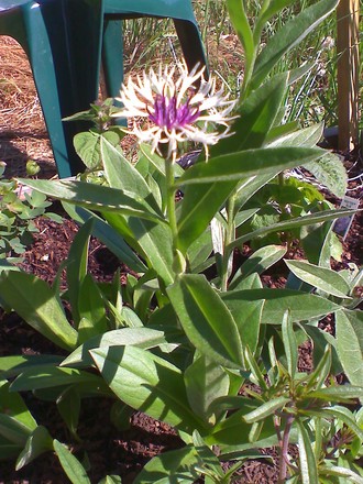Centauria, first bloom