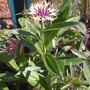 Centauria, first bloom