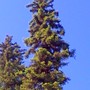 Frnt_sprc_spring_0600708