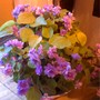 Mini_vlt_full_2-060408