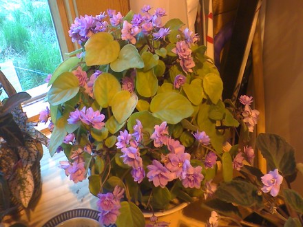 more blooming mini..lol