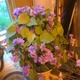 more blooming mini..lol