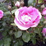 Photo-0055