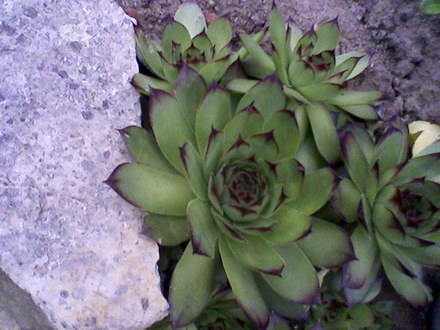 My Parents Garden