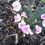 Photo-0069_p
