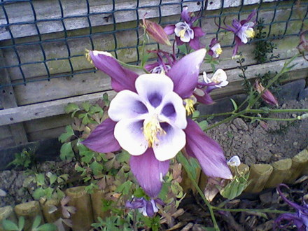 My Parents Garden