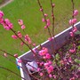plum in planter