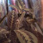 prayer plant (Maranta leucoreura erythrophylla)