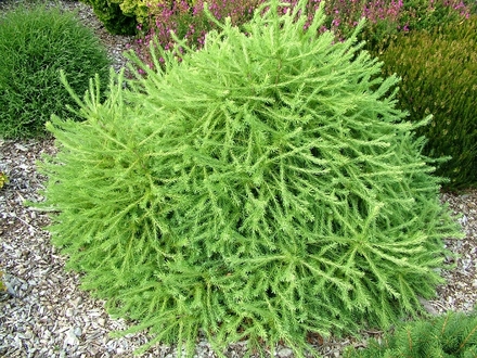 Larix decidua 'Lobbey Dosser' (common name; European larch)