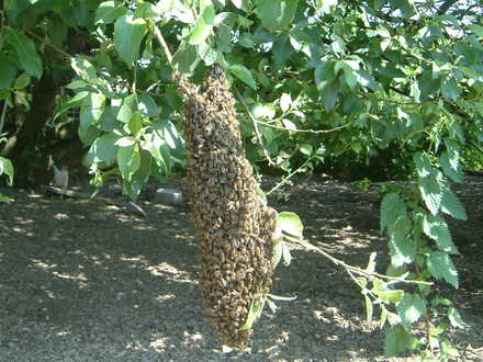 A swarm of bees