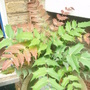 My strange plant