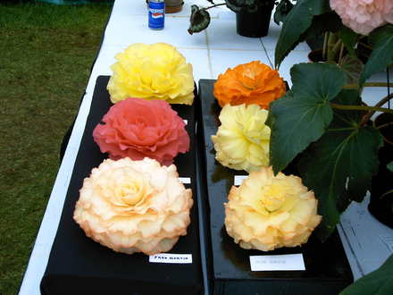 Shrewsbury flower show 2007