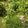 CASTLE__AQUILEGIA_LAVENDER.jpg