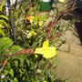 EVENING_PRIMROSE.jpg