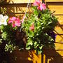 HANGING_BASKET.jpg