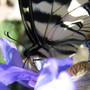 Sipping daintily...tiger swallowtail enjoying the irises