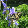 Breakfast...! A Tiger Swallowtail stopped for nectar!