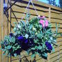 HANGING_BASKET_2.jpg