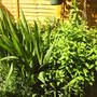 LUCIFER_SPIREA.jpg
