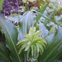 PINEAPPLE_LILLIES.jpg