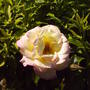 PINK_ROSE_ON_ARBOR.jpg